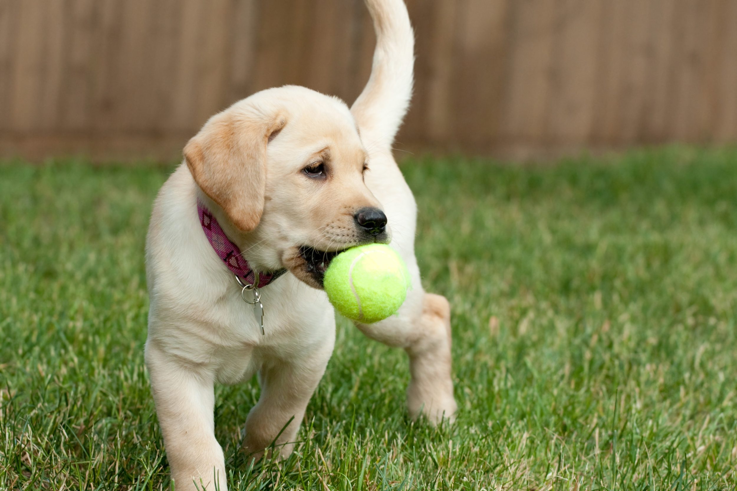 close up of a cute yellow labrador puppy playing with a green tennis ball in the grass outdoors sytg4hrbj